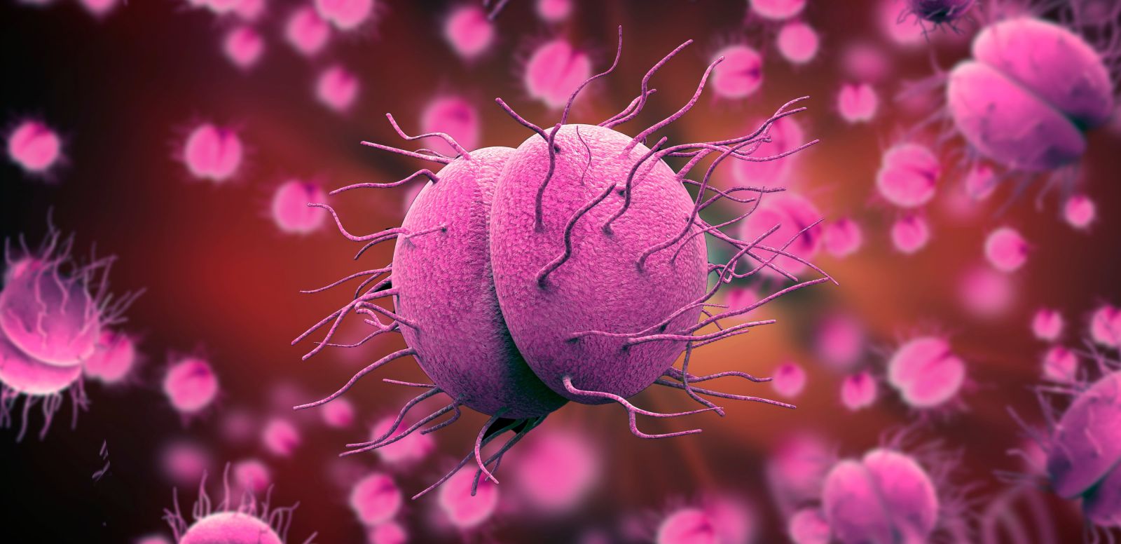 Neisseria_gonorrhoeae gây bệnh lậu.