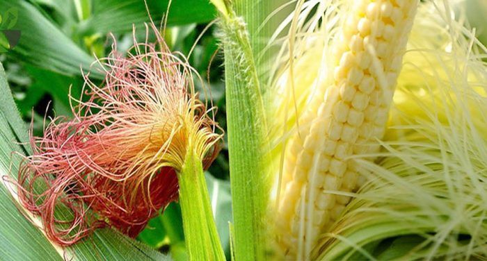 Thuốc Đông Y Trị Bệnh Lậu. Chữa Bệnh Lậu Dứt Điểm.